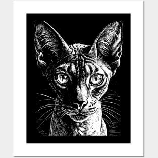 Cornish Rex cat head Posters and Art